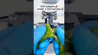 Chili pepper Under The Microscope thistechnology microscope facts shoets mrbeast viralshorts [upl. by Veriee]