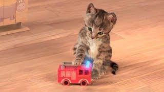 Little Kitten My Favorite Cat Play Fun Pet Care Game for Children [upl. by Jamila836]