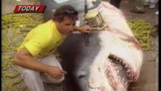 Worlds Biggest Shark caught on a rod and reel August 1986 [upl. by Yznel]