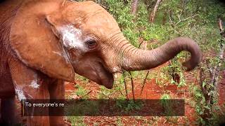 Ziwas journey  Sheldrick Trust [upl. by Kalk]