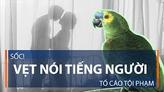 Sốc Vẹt nói tiếng người tố cáo tội phạm  VTC1 [upl. by Eseenaj]