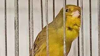 meilleur chant canari l un nouveau oiseau canari timbrado qui chante [upl. by Larkin]