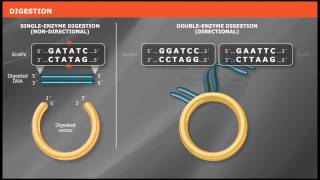 Overview of Traditional Cloning [upl. by Gloriane]