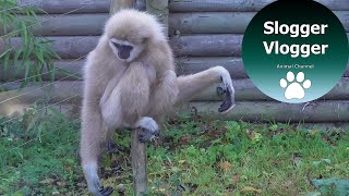 Hilarious Gibbons Freak Out About Rodent [upl. by Atinyl669]