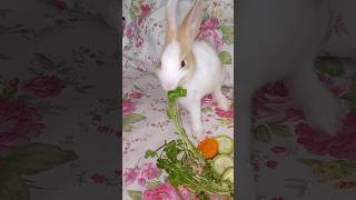 Baby Bunny who loves to eat vegetables shorts youtubeshorts ytshorts rabbit bunny cutebunny [upl. by Kynthia]