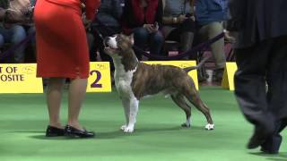 American Staffordshire Terrier Westminster Kennel Club Dog Show 2016 [upl. by Alohs840]