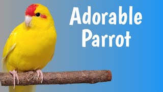 Meet the Kakariki Parrot A Colorful Avian Delight [upl. by Helman]