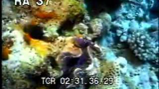 Clam 1  Underwater Clam  Ocean Clam  Best Shot Footage  Stock Footage [upl. by Frederic634]