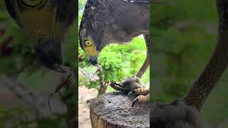 Hawk Eagle Owl Wildlife Animal EagleHawkOwl hawk vs snake Owl vs snake fight Eagle Vs Snake [upl. by Yelsnya]