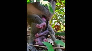 Newborn baby monkey trying very hard hug mom babymonky [upl. by Feliks326]