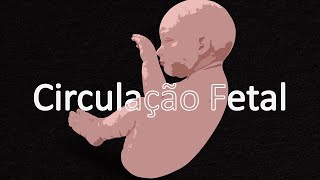 Circulação fetal [upl. by Anelra]