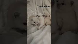 3 week old ragdoll kittens tired cute ragdollkittens ragdoll cutekitten [upl. by Aleek339]