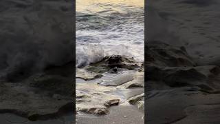 Someone’s having fun sanderling birdbaths [upl. by Charmaine]