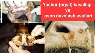 Yashur kasalligi va oson davolash usullari 1qism  яшур касаллиги ва даволаш yashur oqsil яшур [upl. by Breana]