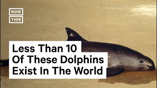 Vaquita Dolphins Are on the Brink of Extinction [upl. by Farland]