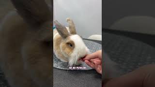 Tak prezentuje się nasz hotelik i spa🥰 Zapraszamy💖 grooming bunny króliki rabbit groomer pet [upl. by Hepsiba]