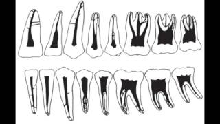 Anatomia dental Caninos temporales [upl. by Romaine]