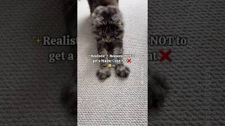 🔊Realistic Reasons Not to Get a Maine Coon Cat 💔😼 Watch before getting one 🙈 [upl. by Rifkin]