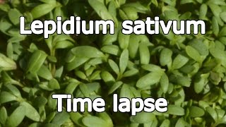 Lepidium Sativum  Time lapse 4K Ultra HD [upl. by Dysart]