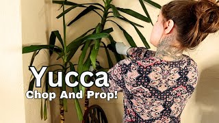 Yucca Indoor Plant  Extreme Chopping And Propagating [upl. by Luht]