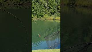 HOW TO Catch Fish Bank Fishing For CATFISH shorts fishing [upl. by Atival740]