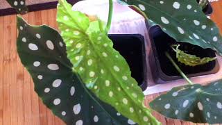 Begonia Maculata Propagation Update [upl. by Cattima]