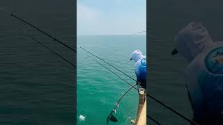 Pemancing ini kewalahan fishing pescaderia mancing shortvideo vidioshort shorts fypシ゚viral [upl. by Fairman]