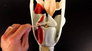 RESPIRATORY SYSTEM ANATOMY Larynx model [upl. by Ydur644]