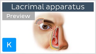 Lacrimal apparatus gland canaliculi duct and other structures preview  Human anatomy  Kenhub [upl. by Hars]