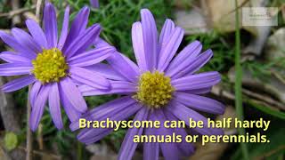 Brachycome Growing Guide by GardenersHQ [upl. by Dulcine425]