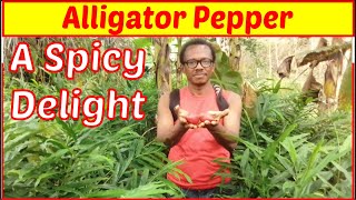 what is alligator pepper Amazing Health Benefits and Uses [upl. by Dowlen]