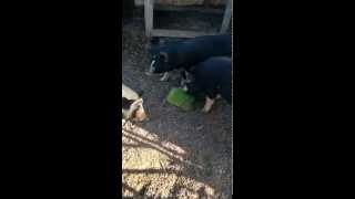 Berkshire pigs first time trying barley fodder [upl. by Ahsyad]