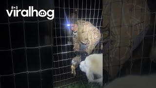 Woman Rescues Rabbit from Wire Fence  ViralHog [upl. by Adore482]