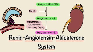 Renin Angiotensin Aldosterone System  RAAS  Juxtaglomerular Apparatus  JGA  Renal Physiology [upl. by Anoyet]