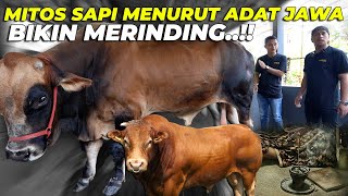 MERINDINGG SAPI BISA MEMAT1KAN REZEKI BEGINILAH PENDAPAT SETIA FARM [upl. by Lanette91]