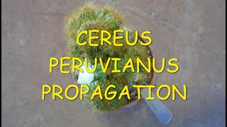 How to propagate Cereus Peruvianus from cuttings 🌵🌵🌵 [upl. by Asilla556]