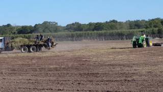 Planting Tifton 85  BrendaVista [upl. by Naga]