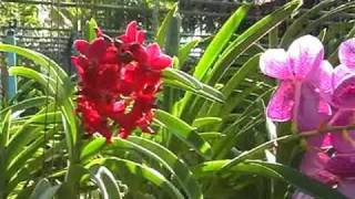 Orchid Nursery at Thai Phuket Orchid Farm [upl. by Alaet]