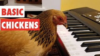 Basic Chickens  Funny Chicken Video Compilation [upl. by Storer]