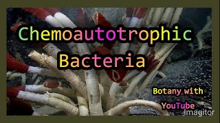 Chemoautotrophic Bacteria botanywithyoutube [upl. by Button152]