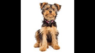 Yorkshire Terrier Dog Breed [upl. by Nolrev355]