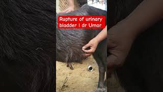 Rupture of urinary bladder l dr Umar khan [upl. by Yecam265]