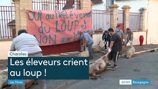 Charolles  des carcasses de brebis déposées à la souspréfecture pour dénoncer les dégâts du loup [upl. by Elehcim99]