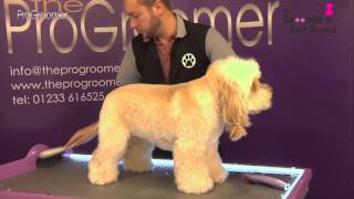 How to groom a Cockapoo  Teddybear Trim  Grooming Guide  Pro Groomer [upl. by Assertal]