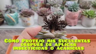 Cuáles son los cuidados qué tengo después de que aplico acaricia o insecticida a mis suculentas [upl. by Nonnek]