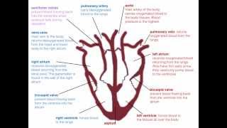 IGCSE 27 The heart beat Ms Cooper [upl. by Haymes]