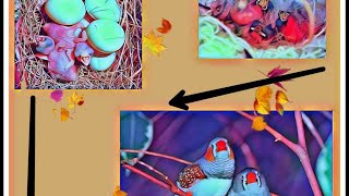 Finches Birds  Breeding TIPS in தமிழ்  birdsfan [upl. by Eiroj277]