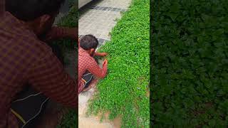 best outdoor grounds cover flowering plants wedeliaagriculture horticulture pune [upl. by Llabmik827]