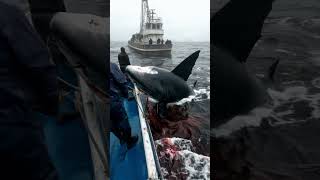 DeepSea Fishing Fishing Vessel Operations Shark Fishing Marine Ecology Fishery Resources [upl. by Latnahc]