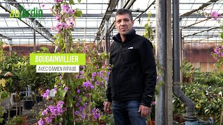 Un BOUGAINVILLIER résistant au FROID🌸Entretien et taille du VIOLET de MEZE [upl. by Camilla]